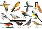 Beautiful-Realistic-Birds-in-Vector