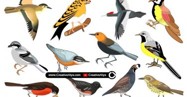 Beautiful-Realistic-Birds-in-Vector