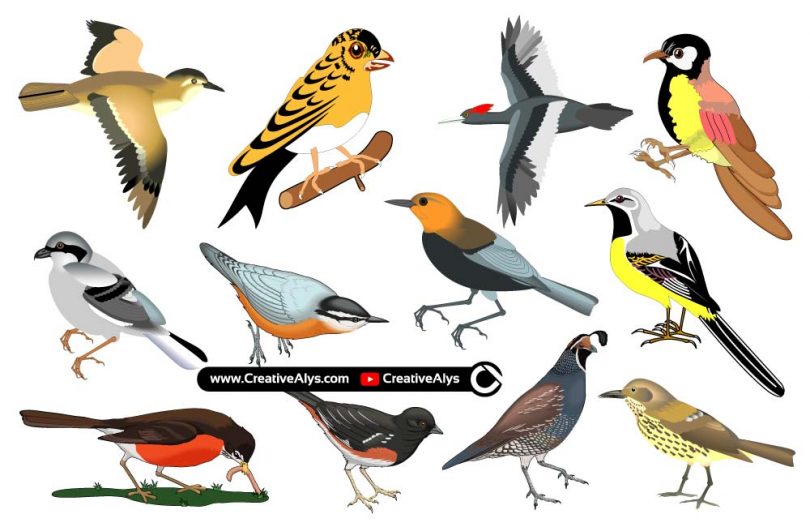 Beautiful-Realistic-Birds-in-Vector